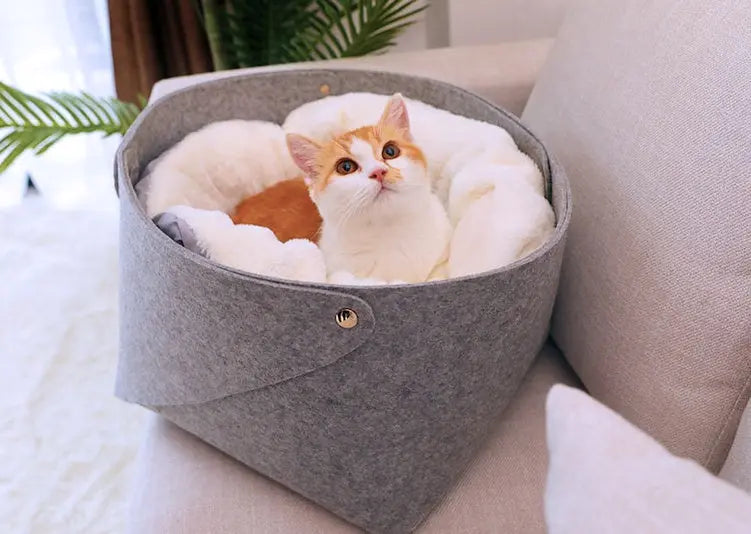 Cozy cat in a soft, detachable pet bed suitable for small to medium pets.