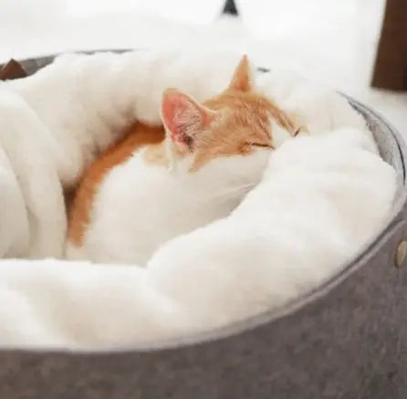 Cozy cat resting in a fluffy pet bed.