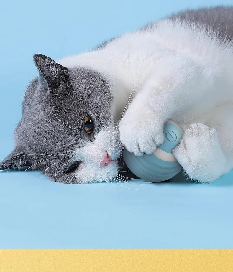 Cat playing with ZoomieRoller™ Smart Toy on blue background.