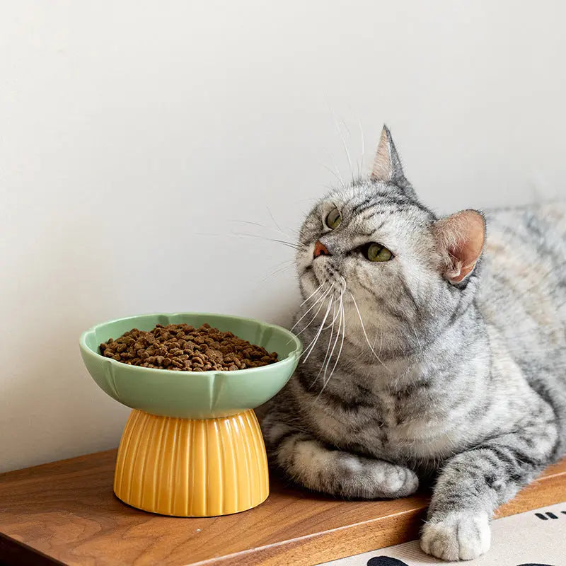 Cat eating from Pet Macarons Candy Color Feeding Ceramic Bowl in green.