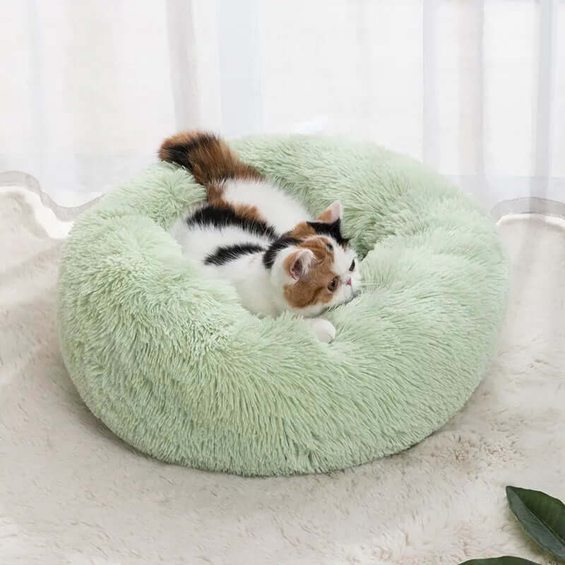 Calico cat resting on a fruit green winter warm pet bed.